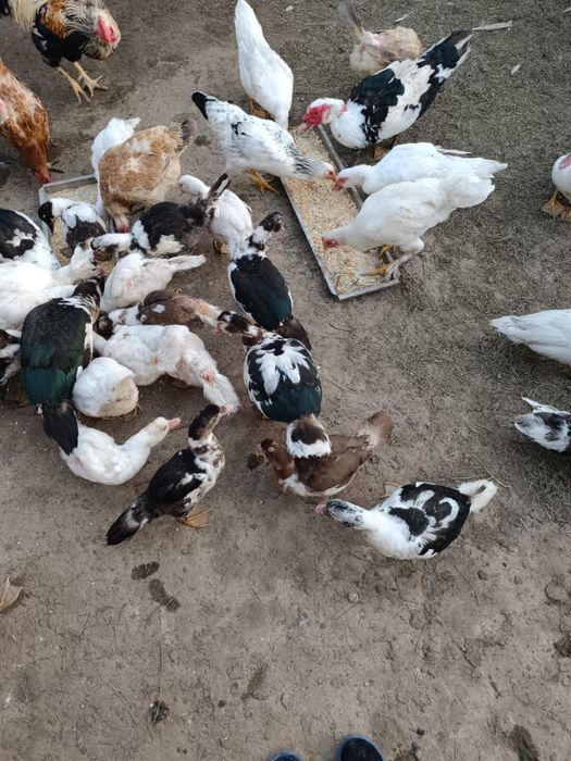 Индоутки продаю возраста разные