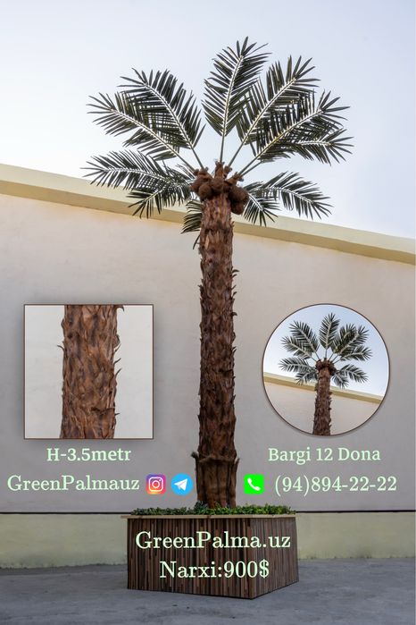Palma Пальма  GreenPalmauz