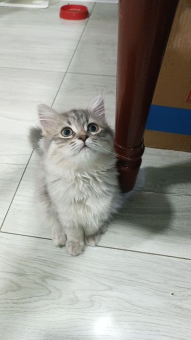 Продается катята девушка