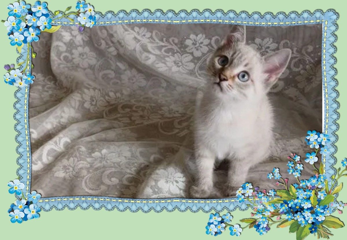Котенок в добрые руки