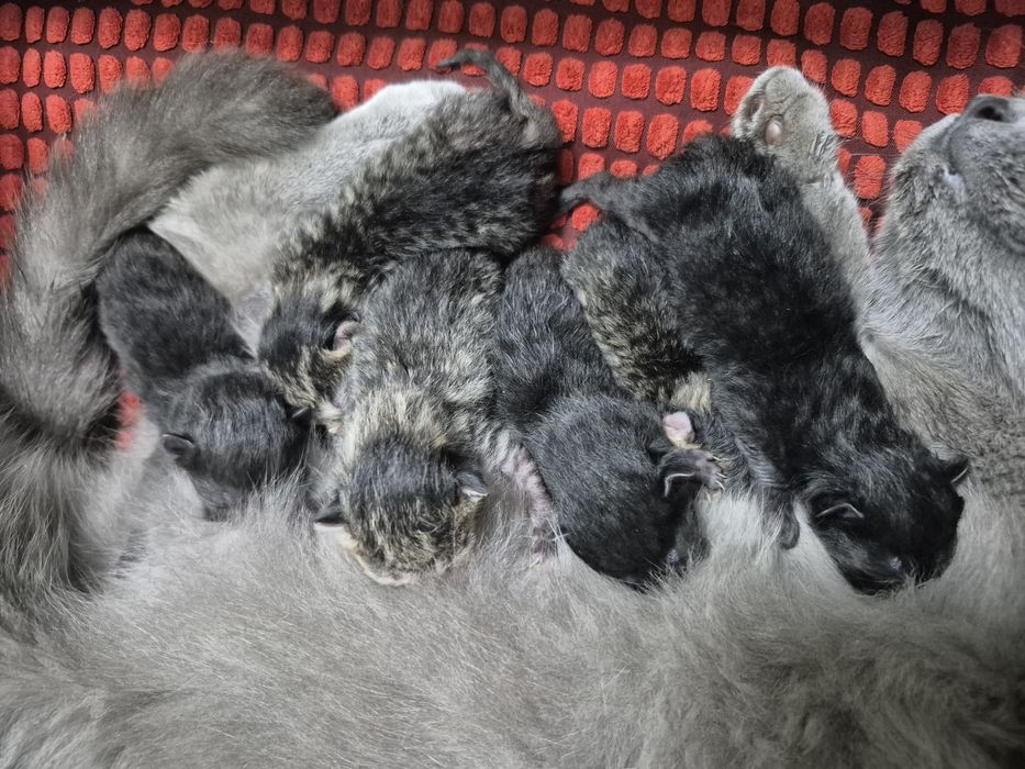 Продам котят родились 1 го числа по 30000т