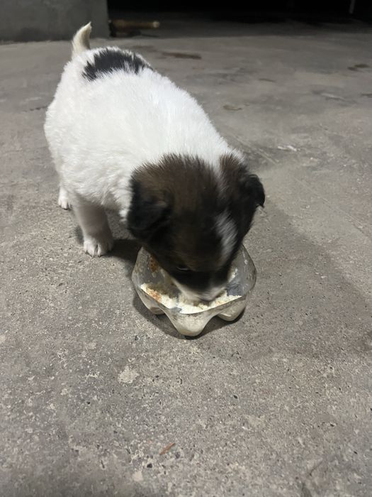 Kuchuk hadiyaga beriladi