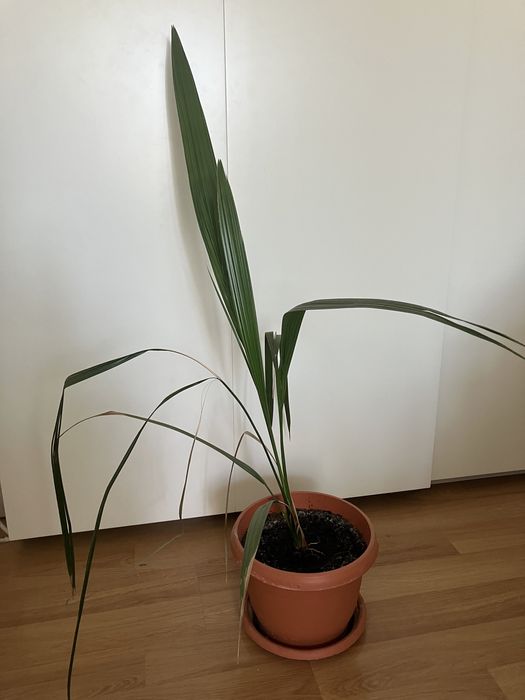 Palmier curmal si lamai ornamental ghiveci