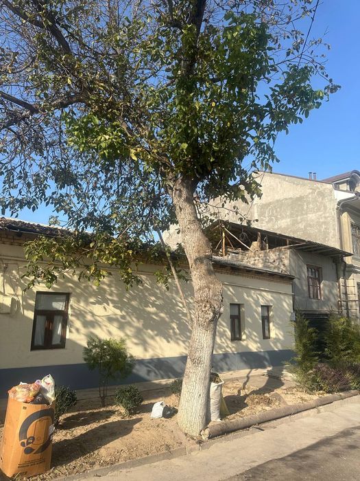 Daraxt kesib ketish narxini kelishamz