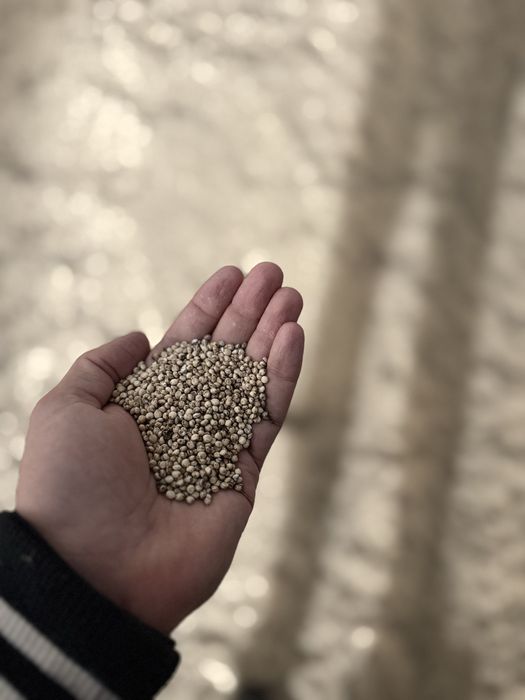 Сорго - Албинос / Царевица