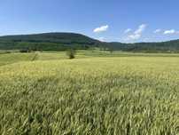 Teren de  8900 m2 in Boz lângă Deva, cu posibilitate de constructie