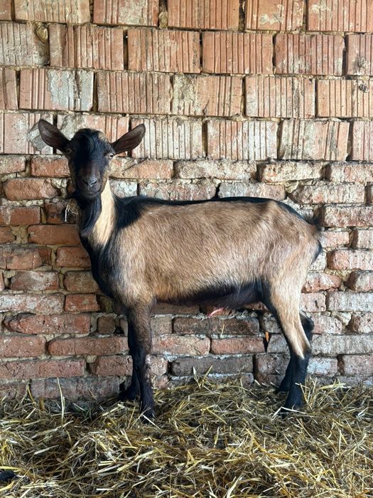 Tap Alpin cu saanen !