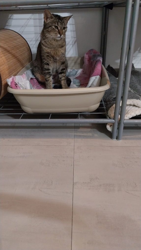 Adoptie pisica tigrata castrata Mirabela