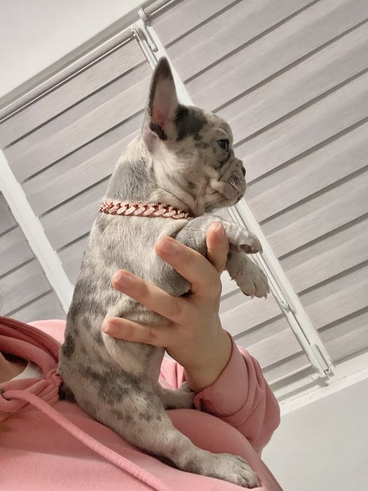 Френски булдог бебета/french bulldog