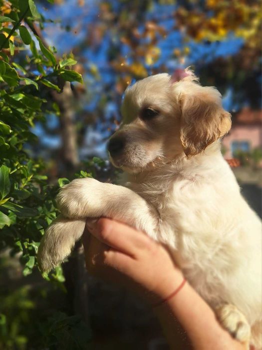 Голдън ретривър кученца