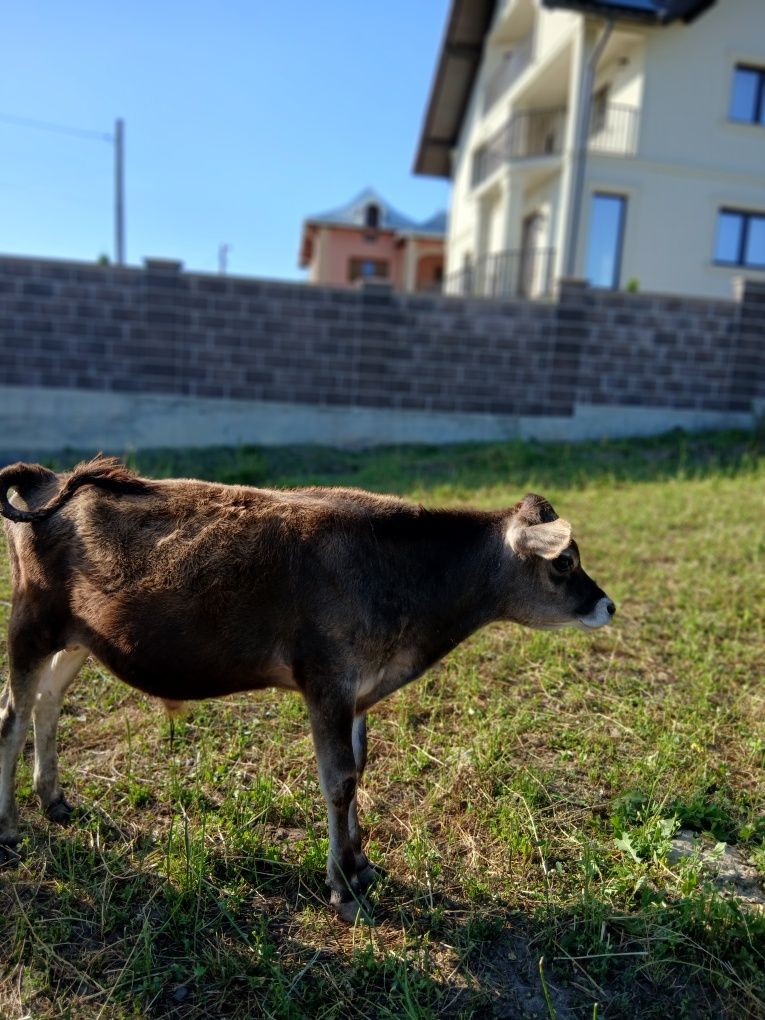 Viței de vanzare