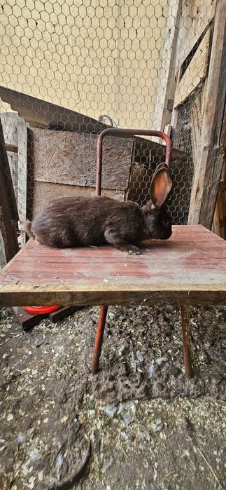 Diaponibili 2 masculi fluture german