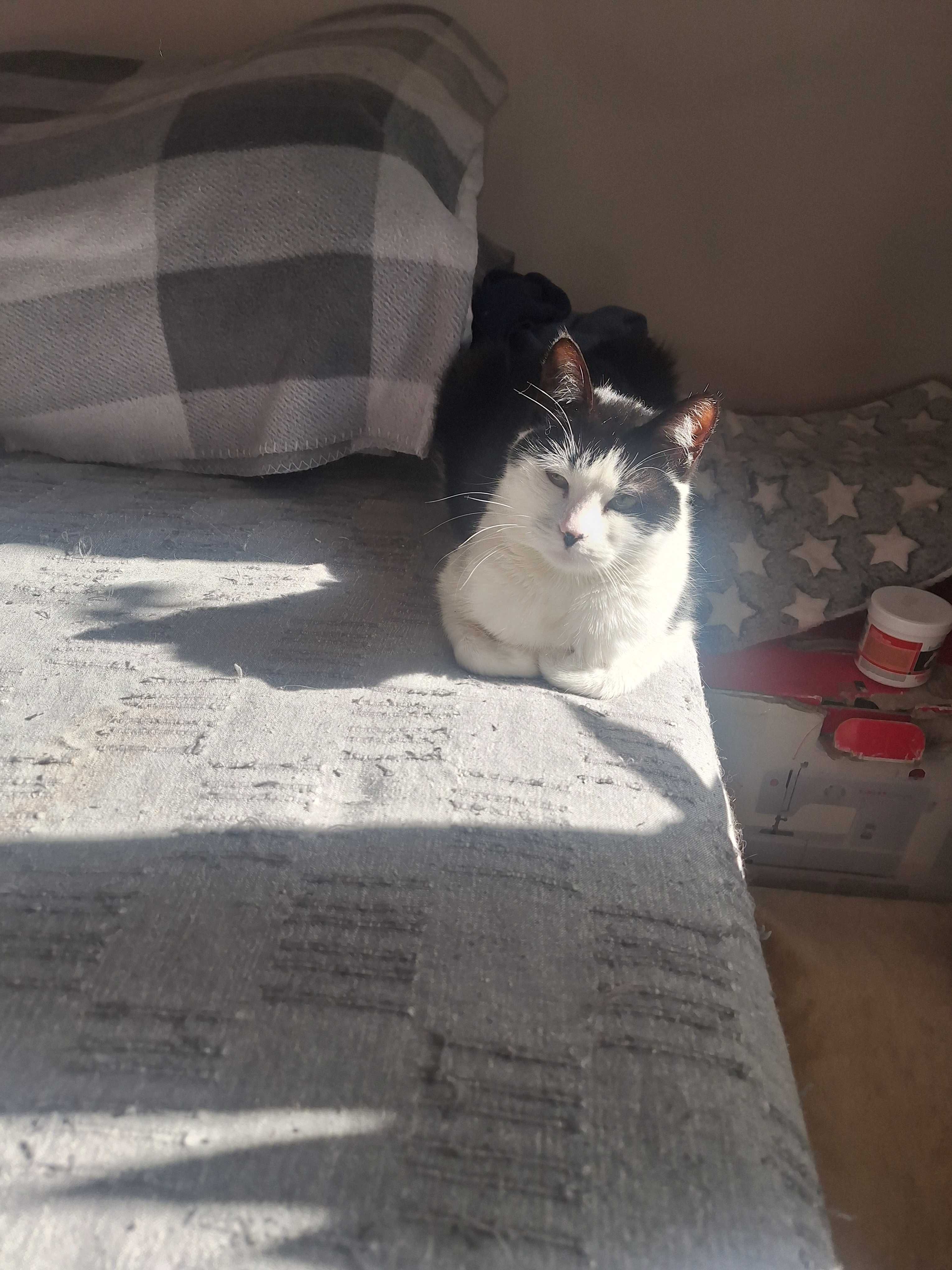 Подарявам котета