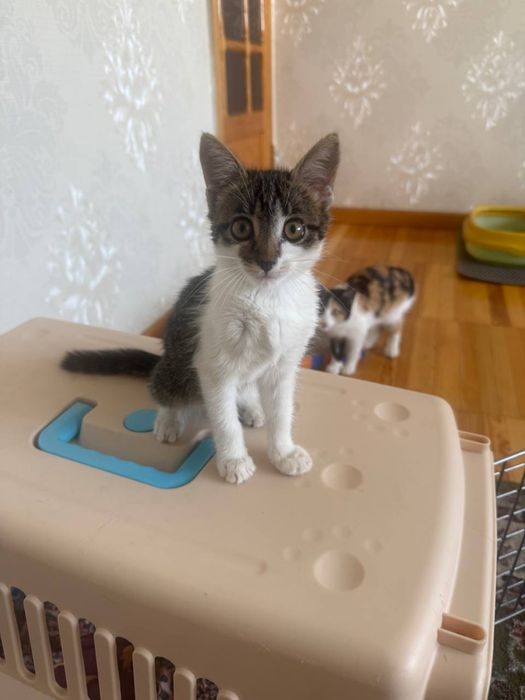 Отдам в добрые руки котенок