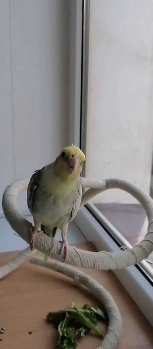 Прадаётся папугай говарший корилла