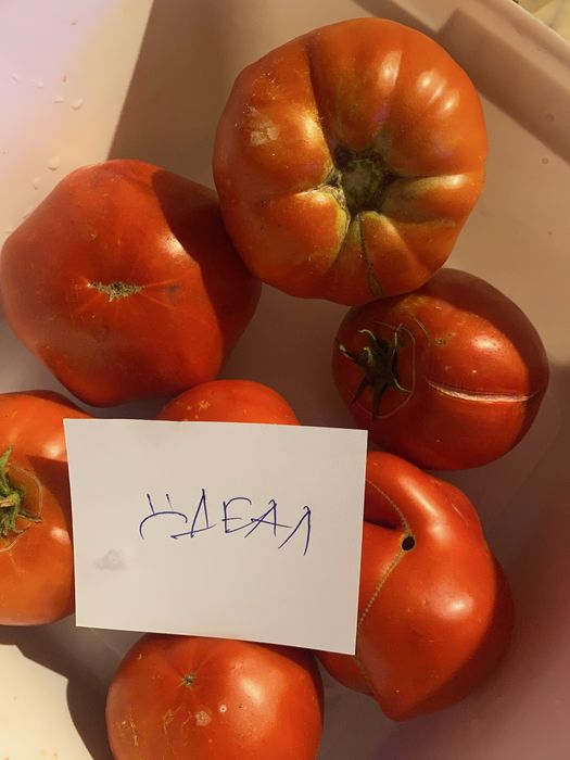 Стари сортове домат , краставица + подарък капия