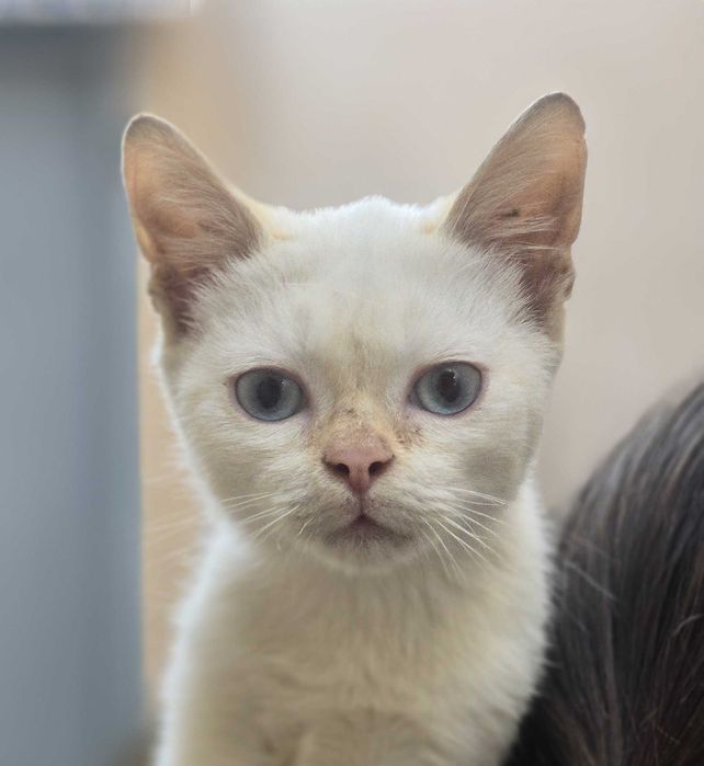 Малыш ищет дом! Тайский Ред поинт(4 месяца)