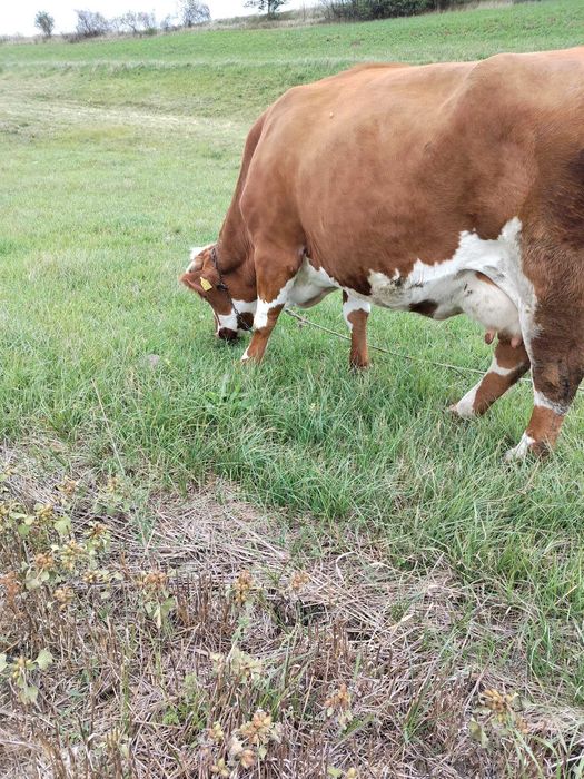 Vând vaca Bălțata romaneasca