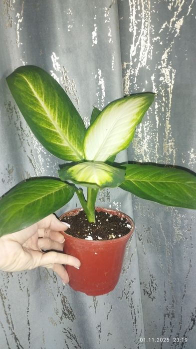 Продается Шикарная Диффенбахия Камила
