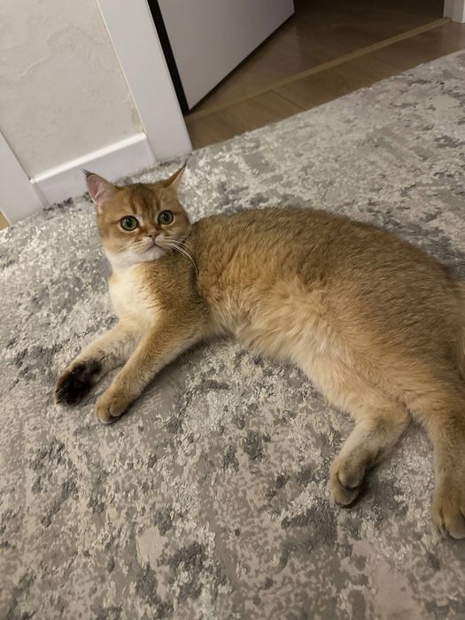 Zolotaya shinshilla britanka qiz ny11