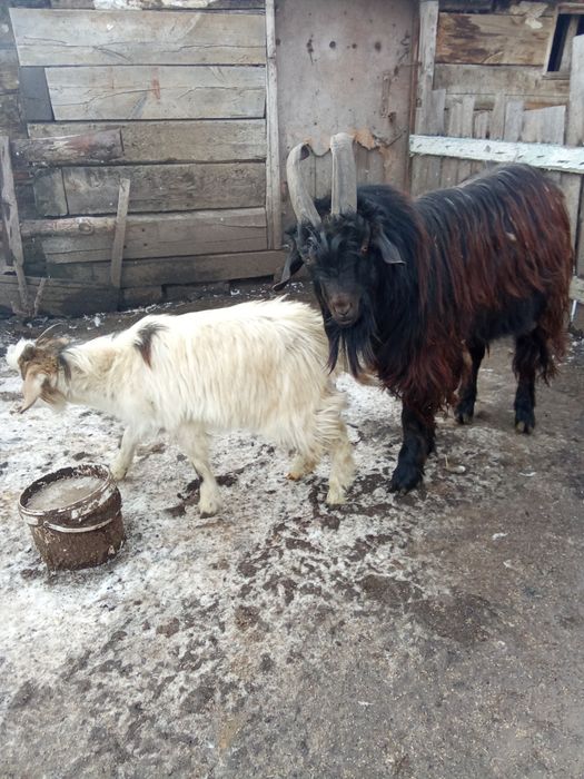 козёл 1.5 года и козочка 7 месяцев