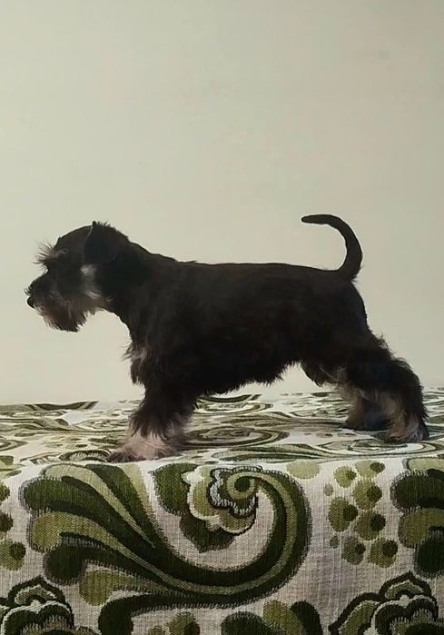 Schnauzer pitic negru argintiu cu pedigree