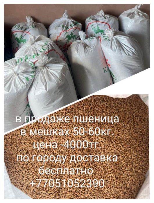 Свежая пшеница в мешках