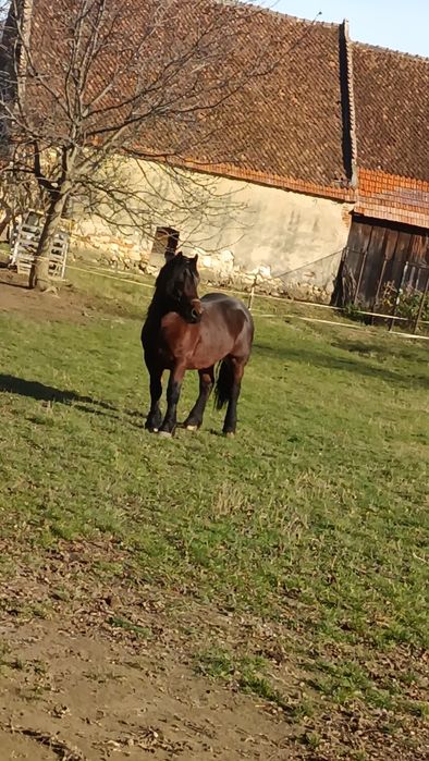 Vând mânz de doii anii