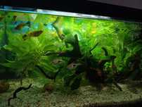 Acvariu 100% natural cu led