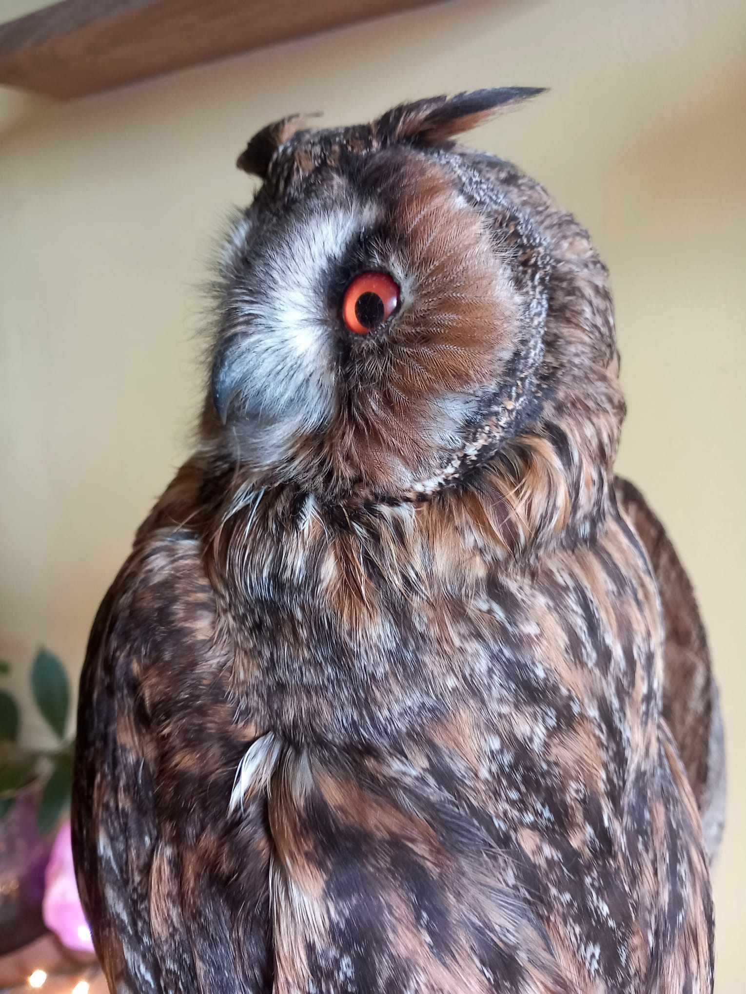 trofeu-trofee-naturalizat-taxidermie bufnita Waldohreule Germania