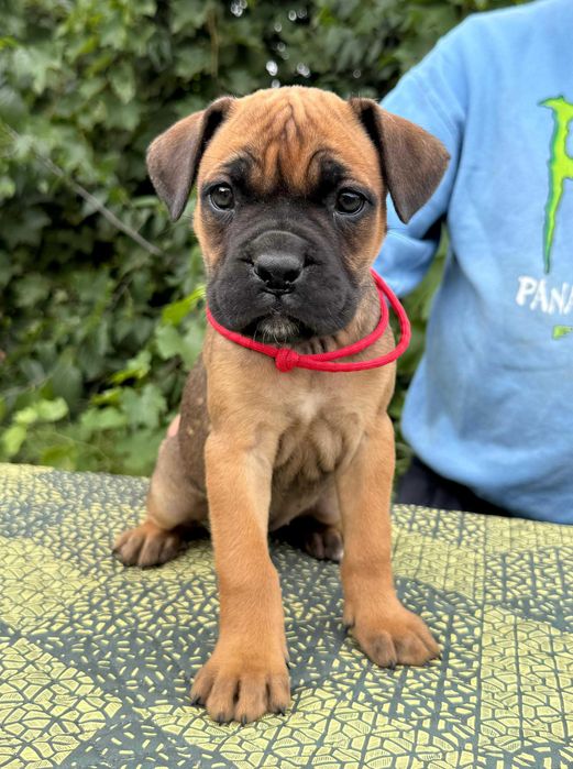 Cane corso 2 luni