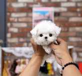 Puiuț Bichon maltez mini toy Alb