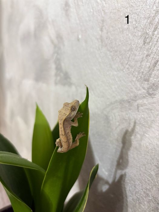 Puiuti Crested Gecko