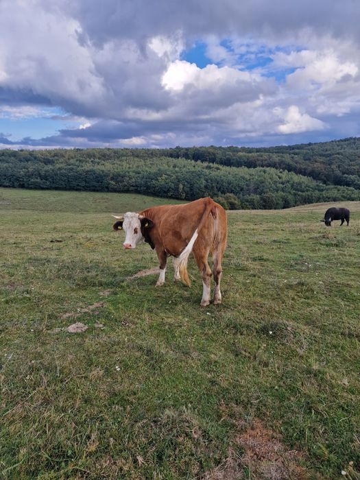 Vând vacă balțată