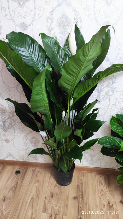 Бонсай. Комнатные растения