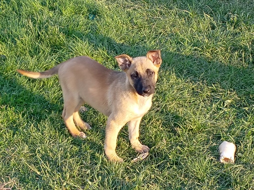 Donez 4 cățelușe Malinois 

Vârstă 3 luni

Părinți. Mamă _Malinois
Tat