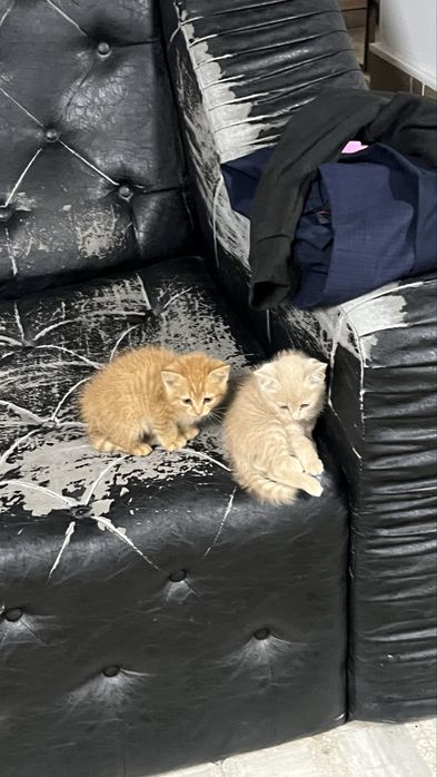 Отдам котят в хорошие руки